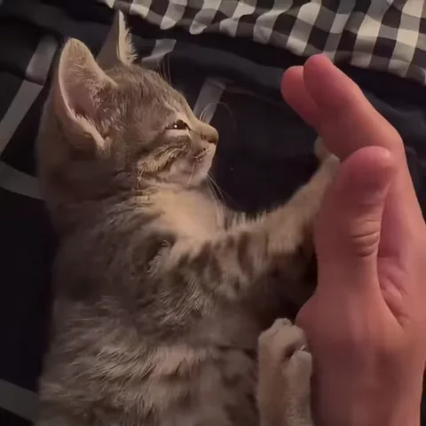 Котёнок играет с пальцем человека, лежа на спине.
