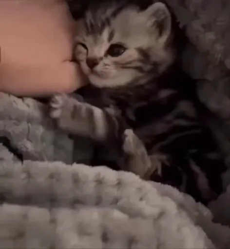 Полосатый котёнок на сером пледенном одеяле касается передними лапами пальцев человеческой руки.