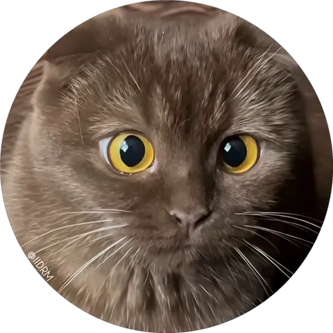 Анимированный круглый стикер с мордой серого кота, который пристально смотрит на зрителя и расширяет зрачки.