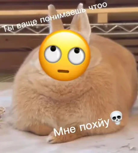 Анимация рыжего кролика с наложенным эмодзи удивления и надписями о безразличии.