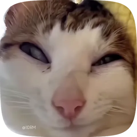 Крупный план морды белого кота с рыжими пятнами, который смотрит в объектив с хитрым прищуренным взглядом.