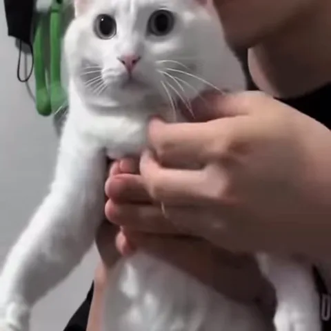 Белый кот в руках человека, его морда становится рыжей.