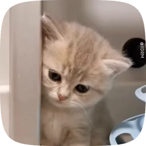 Анимация светлого котёнка, который выглядит расстроенным и печальным.