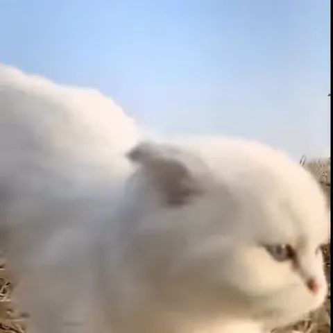 Анимация маленького белого котёнка, который прыгает на фоне сухого сена под голубым небом.