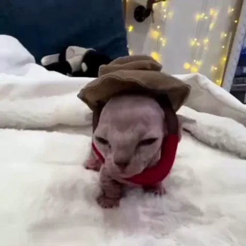 Лысый котёнок в одежде, сидящий на мягкой поверхности.