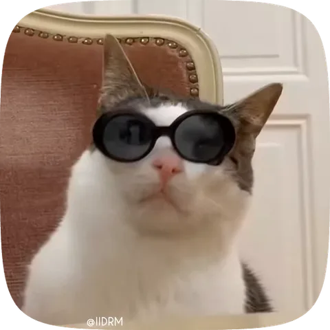 Анимация кота в солнцезащитных очках, который выглядит очень уверенно и круто.
