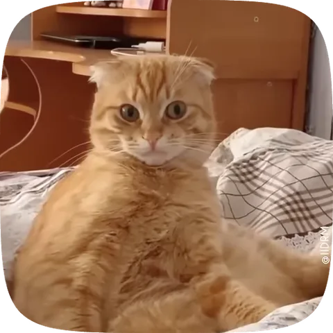 Крупный план рыжего кота с большими глазами, который смотрит на зрителя с удивленным видом.