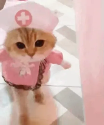 Рыжий котёнок в розовом костюме медсестры танцует.