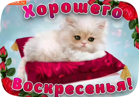 Белый пушистый кот на красной подушке, надпись «Хорошего Воскресенья!»
