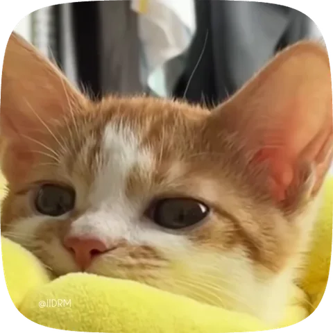 Анимация рыжего котёнка в жёлтом пледовом одеяле, который сначала смотрит прямо, а потом медленно отводит взгляд вбок.