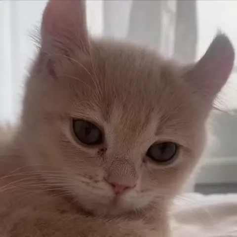 Крупный план рыжего котёнка с большими печальными глазами на фоне светлого окна.