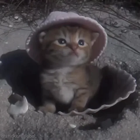 Рыжий полосатый котёнок в розовой вязаной шапке сидит внутри большой ракушки на песке.